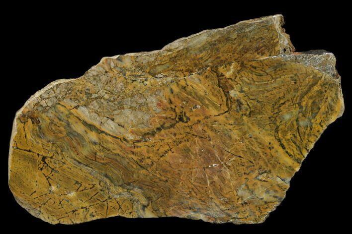 Polished Neoarchean Stromatolite Fossil - Western Australia #150691